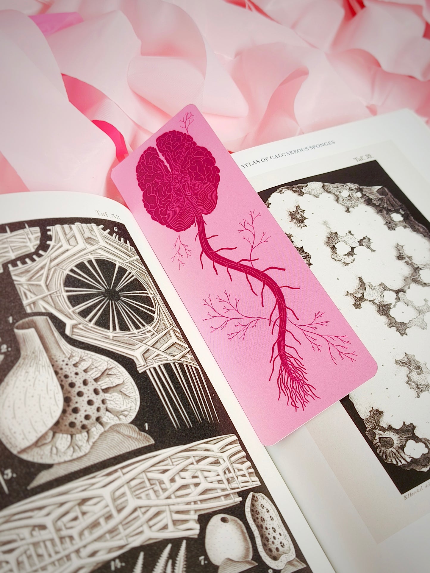 Brain stem Bookmark