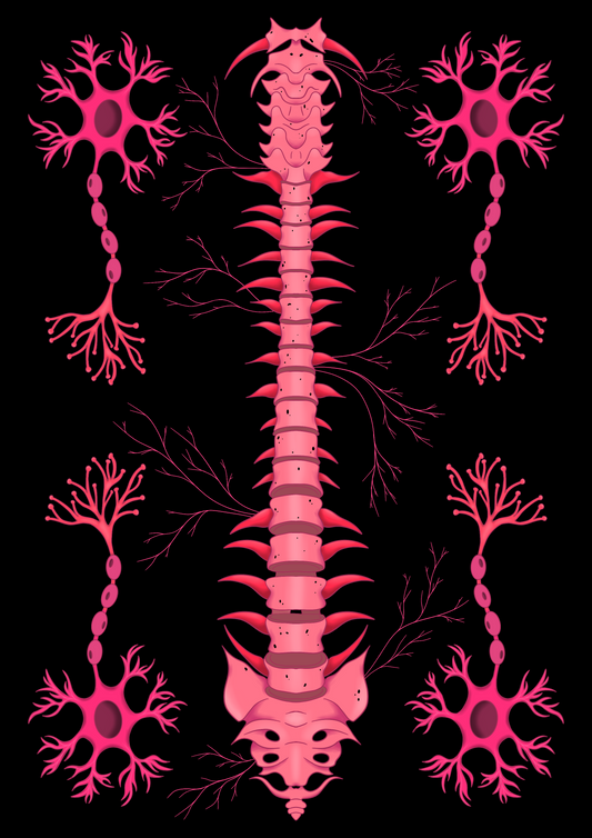 Spinal Nerve A5 Print