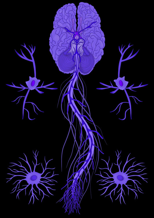 Brain Stem A5 Print