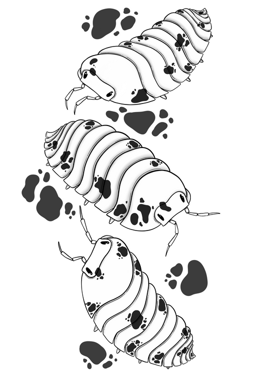 Dairy Cow Isopods A5 Print